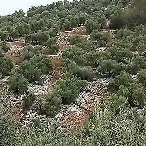 El Almendro De La Tia Teresa Сasa de vacaciones Prados de Armijo